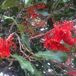 Close up of spectacular red foliage on local tree in Perth